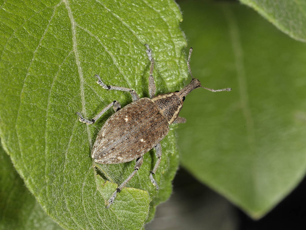Notaris bimaculatus?no, Lepyrus palustris (Curculionidae)